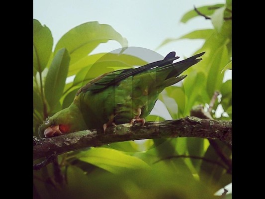La biodiversidad, la base que sustenta toda la vida en la tierra