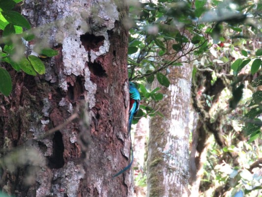 El quetzal deslumbra en el Parque Internacional La Amistad