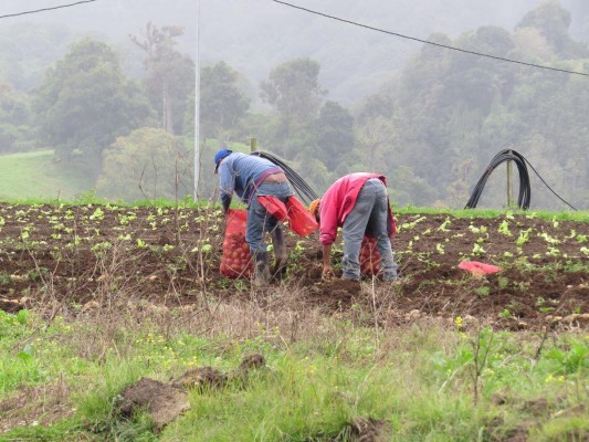 Se busca que los productores desarrollen diferentes actividades agroalimentarias,.