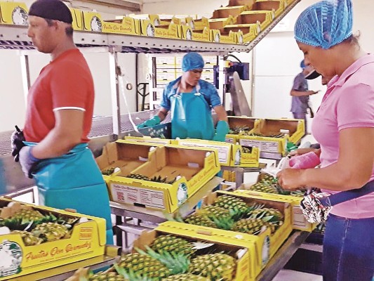 El producto proviene de la provincia de Chiriquí.