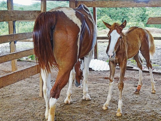 Paisajes, senderismo y cabalgatas en Torio