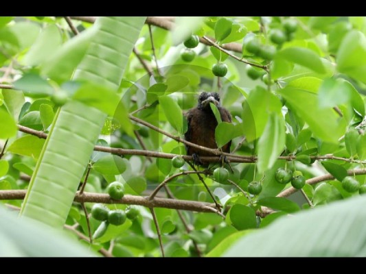 La biodiversidad, la base que sustenta toda la vida en la tierra