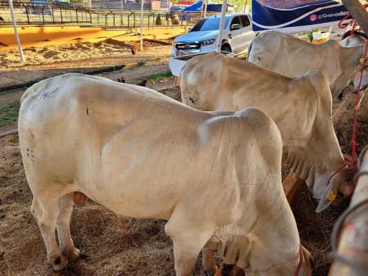 Feria internacional de La Chorrera, una mezcla de tradición y cultura