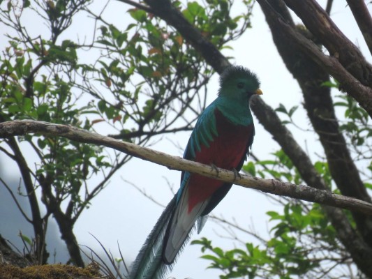 El quetzal deslumbra en el Parque Internacional La Amistad