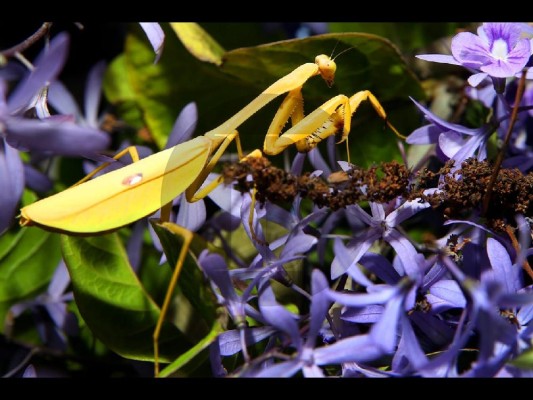 La biodiversidad, la base que sustenta toda la vida en la tierra