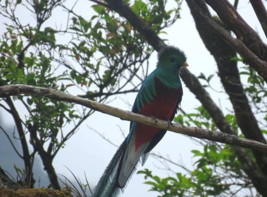 El quetzal deslumbra en el Parque Internacional La Amistad