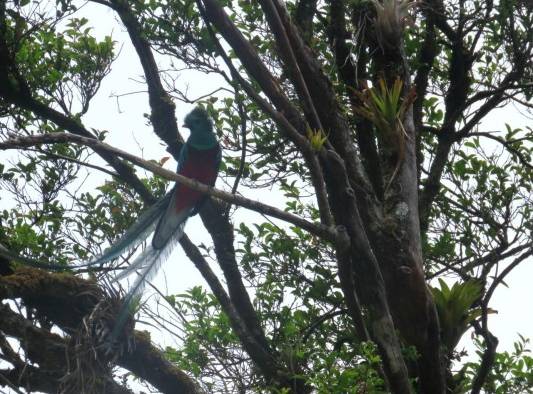 El quetzal deslumbra en el Parque Internacional La Amistad