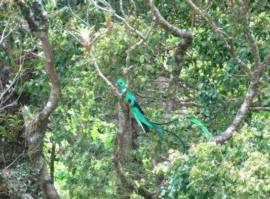 El quetzal deslumbra en el Parque Internacional La Amistad