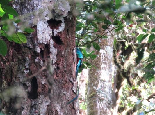 El quetzal deslumbra en el Parque Internacional La Amistad