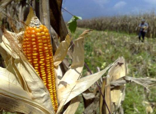 El rendimiento de la cosecha de maíz en grano también fue favorable.