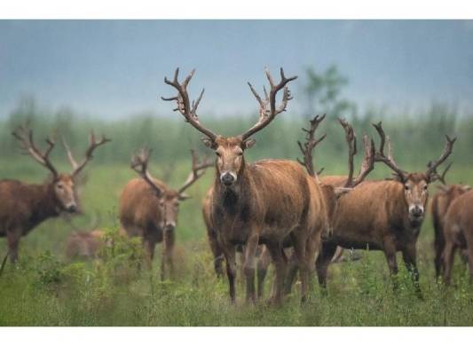 Ciervos milú pasean en una reserva natural nacional en Shishou, en la provincia central china de Hubei, el 17 de mayo de 2021.