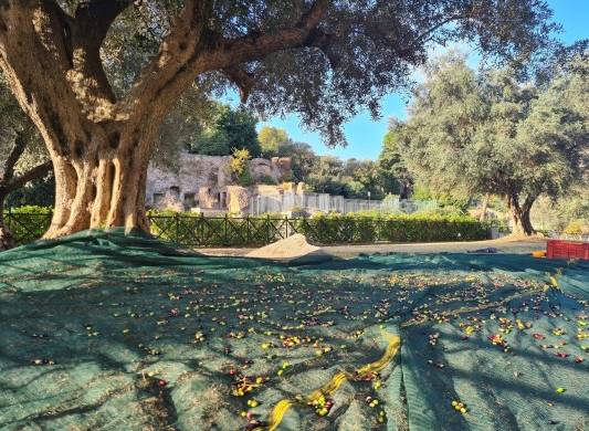 Con las primeras luces del día, antes de la invasión de turistas, se recolectan las aceitunas de un olivo frente al Coliseo