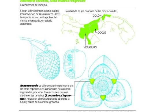 Panamá tiene nueva especie de guanábana, pero está en peligro