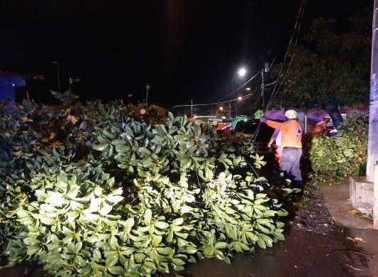 En Calle 3ra, en Boca la Caja, tambien se registró la caída de árboles.
