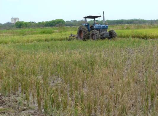 Valderrama asegura que se está haciendo todo lo posible por cancelar lo adeudado a los productores de arroz,.