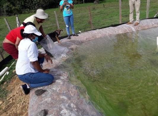 Cría de peces provee proteínas e ingresos económicos a pobladores de Omar Torrijos Herrera, Colón