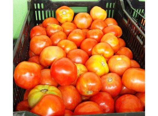Los tomates son muy demandados para ensaladas y para guisos y salsas.