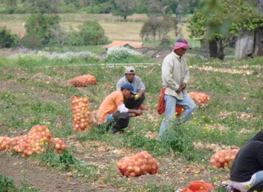 El financiamiento para el sector agrícola permitirá mejorar la seguridad alimentaria y apoyar a los agricultores en Panamá..