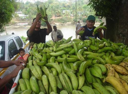 Bocas del Toro es una provincia productora de plátano muy importante.