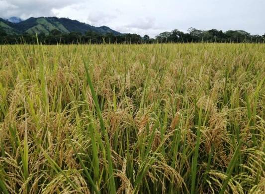 En la imagen se muestra un cultivo de arroz.