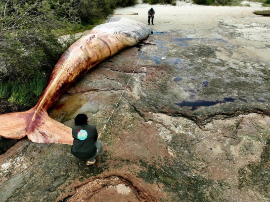 Fotografía cedida este miércoles, 27 de septiembre, por la Reserva Kerayvoty en la que se registró a un grupo de pescadores al detallar el cadáver de una ballena de 15,5 metros de largo.