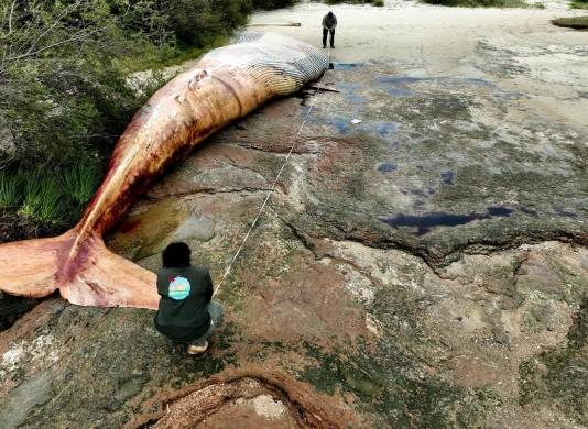 Fotografía cedida este miércoles, 27 de septiembre, por la Reserva Kerayvoty en la que se registró a un grupo de pescadores al detallar el cadáver de una ballena de 15,5 metros de largo.
