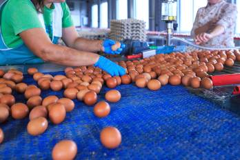 América Latina produce más de 195,752 millones de huevos al año, lo que equivale a 6,293 huevos por segundo.
