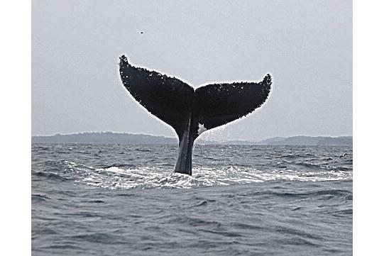 La observación de los cetáceos es un atractivo turístico.