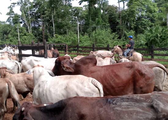 BDA impulsa la seguridad alimentaria con inversiones en carne y leche