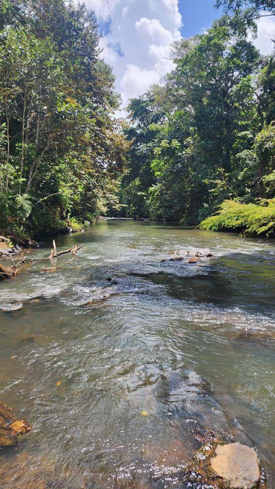 El río Las Marías, en la provincia de Coclé, mantiene una alta integridad ecológica y un ecosistema bien conservado, según los recientes monitoreos ambientales del Canal de Panamá.