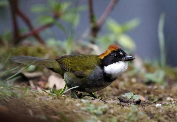 Unesco llama a proteger la rica biodiversidad de Centroamérica