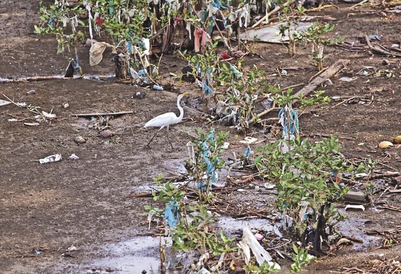 Contaminación en la bahía de Panamá.