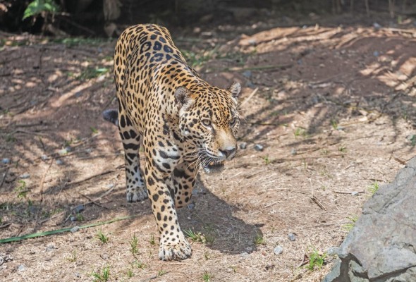 Parque Municipal Summit. Es un zoológico que posee aproximadamente 300 especies diferentes de animales como los monos araña y el águila Harpía, Ave Nacional de Panamá. No sólo se puede apreciar la fauna, también se puede ver mucho lo que es la flora panameña ya que además de ser un zoológico es un jardín botánico de unas 55 hectáreas llenas de plantas y árboles panameños con diferentes beneficios medicinales, alimenticios y ornamentales. El lugar ideal para una tarde en familia.