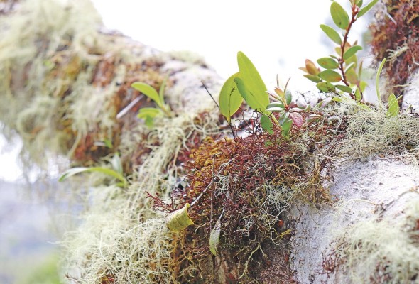 Árbol con musgo. Nuevo de nombre científico 'Ceratolejeunea panamensis'.