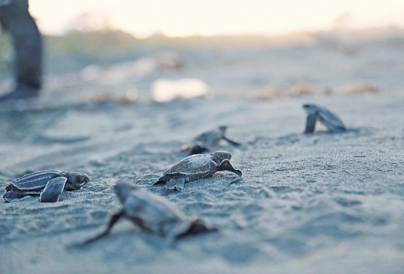 El desove de tortugas muchas veces es afectado por el cambio climático.