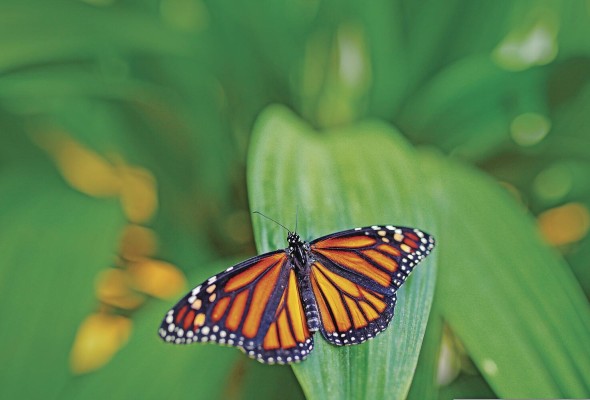 Mariposa monarca, un insecto que emigra a regiones más cálidas durante el verano.