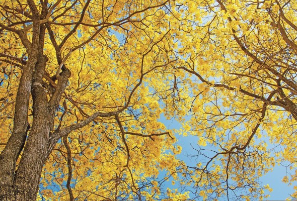 Árbol guayacán, característico por sus flores amarillas.