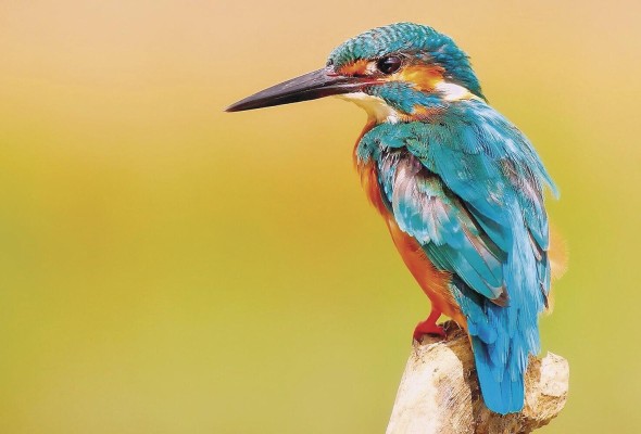 Panamá cuenta con hábitats que albergan más de 1,000 especies de aves.