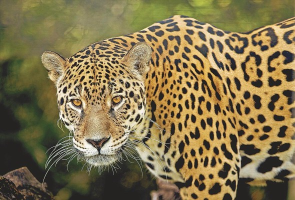 El corredor biológico Colón alberga una gran representación de los mamíferos de Panamá, incluyendo al jaguar.
