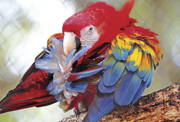 El canto de las aves rompe el silencio del parque, que en tiempos de normalidad era abarrotado por visitantes.