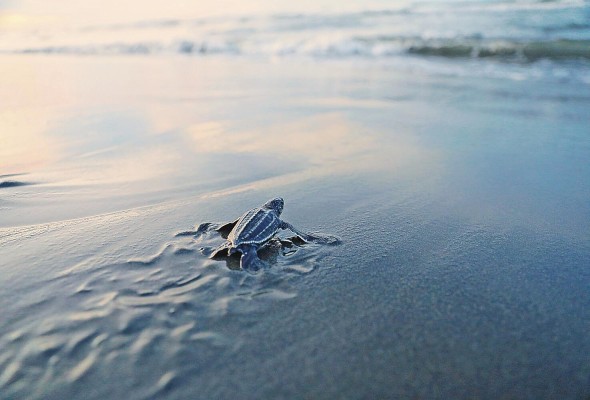 Una vez las tortugas nacen, se dirigen al mar donde luchan por sobrevivir.