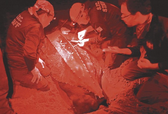 Un transmisor satelital es colocado a una tortuga baula o canal.