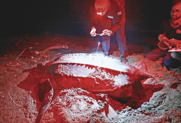 El monitoreo de las tortugas se hace de día y de noche.