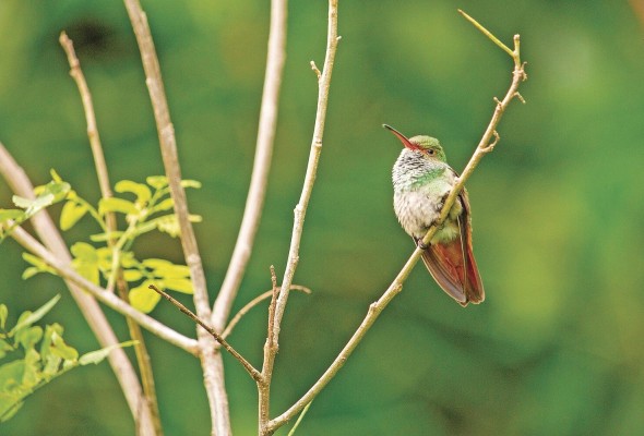 La Sociedad Nacional Audubon ha estado trabajando para apoyar la acción científica y de conservación en Panamá desde 2006.