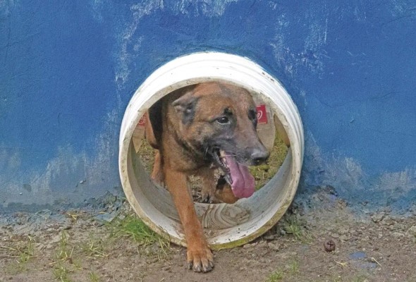 El canino ha sido visto por los militares en dos ocasiones pero huye y se adentra nuevamente a la selva