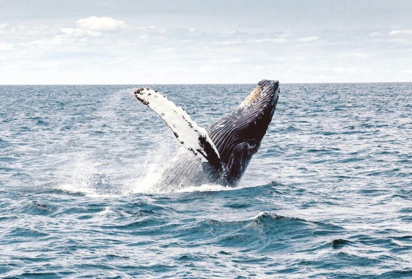 La observación de ballenas data de la década de 1950 y se ha incrementado con gran fuerza en los últimos años.