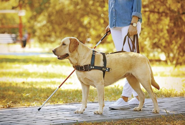 El acceso a lugares públicos por perros guía fue dispuesto mediante en Decreto ejecutivo no. 36 de 5 de febrero de 2019