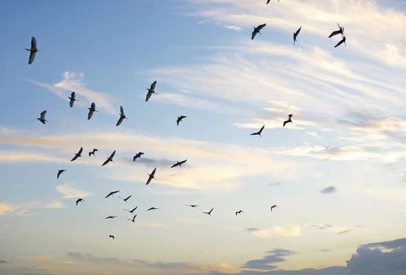 Panamá, un cielo privilegiado para el avistamiento de aves
