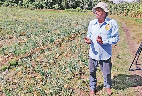 En la finca Nueva Suiza, además de café, el señor Lara y su hermana Carmen Lara también siembran cebolla, apio, entre otros productos.