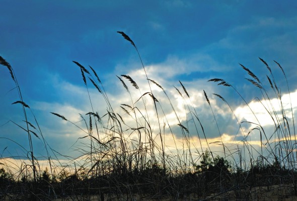 Voces en el viento